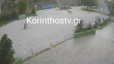 Επιδρομή λύκων στο Σχίνο Λουτρακίου, επιτέθηκαν σε αδέσποτα   40