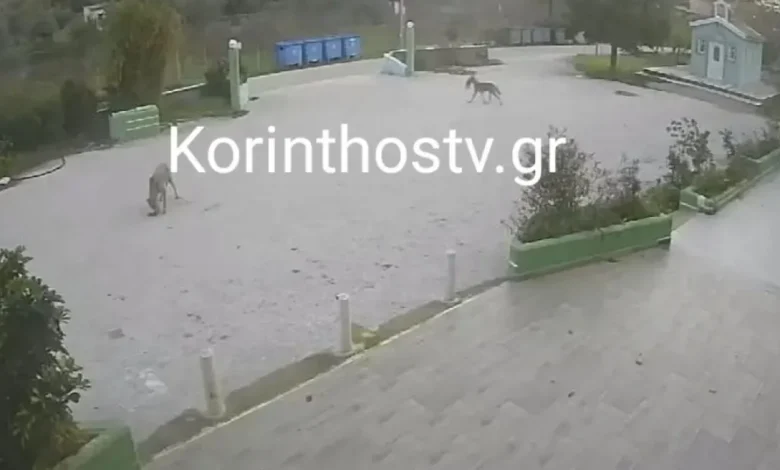 Επιδρομή λύκων στο Σχίνο Λουτρακίου, επιτέθηκαν σε αδέσποτα 2 Επιδρομή λύκων στο Σχίνο Λουτρακίου, επιτέθηκαν σε αδέσποτα 1