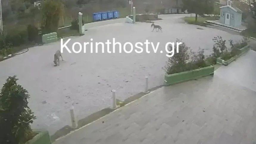 Επιδρομή λύκων στο Σχίνο Λουτρακίου, επιτέθηκαν σε αδέσποτα   1