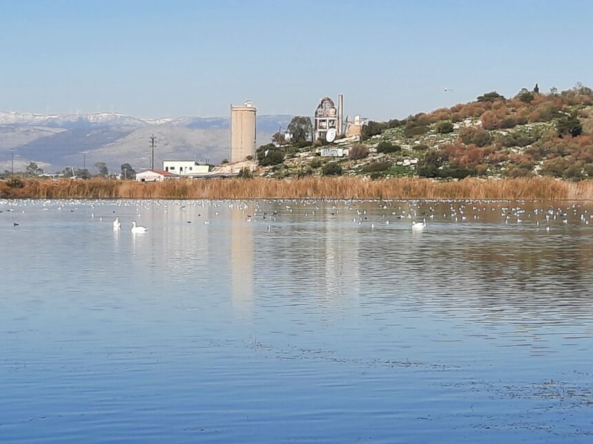 Ο κύκνος επέστρεψε στη Λίμνη Κουμουνδούρου και στο ταίρι του 1