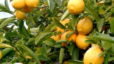 Για λίγα λεμόνια τον έστειλε σε σοβαρή κατάσταση στο νοσοκομείο! 46