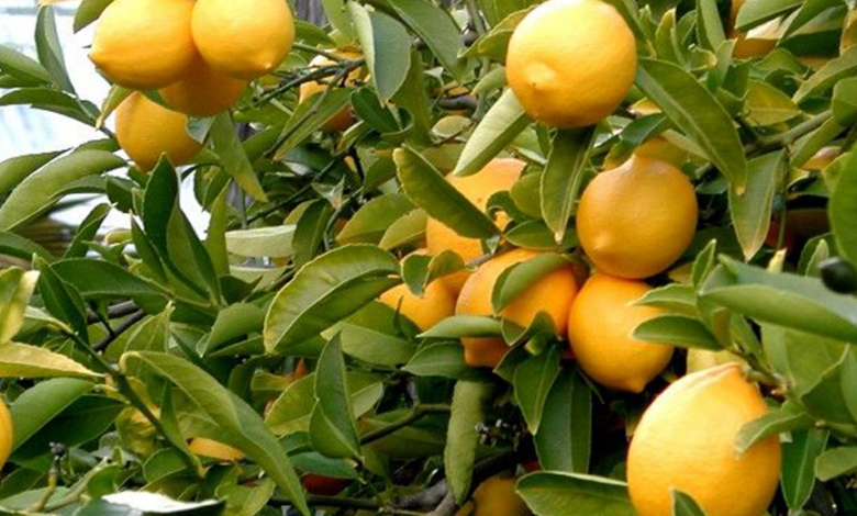 Για λίγα λεμόνια τον έστειλε σε σοβαρή κατάσταση στο νοσοκομείο! 2 Για λίγα λεμόνια τον έστειλε σε σοβαρή κατάσταση στο νοσοκομείο! 1