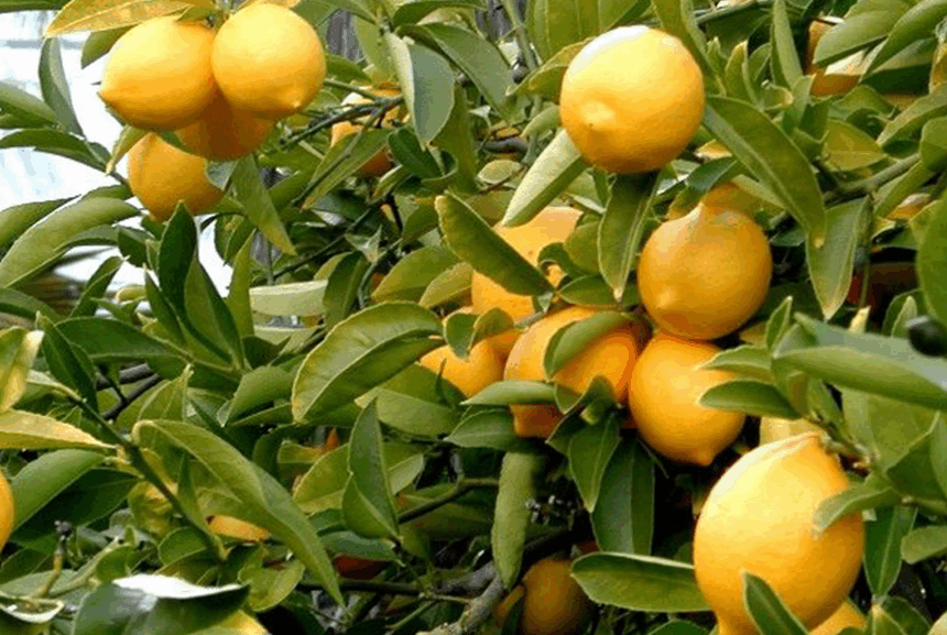 Για λίγα λεμόνια τον έστειλε σε σοβαρή κατάσταση στο νοσοκομείο! 1