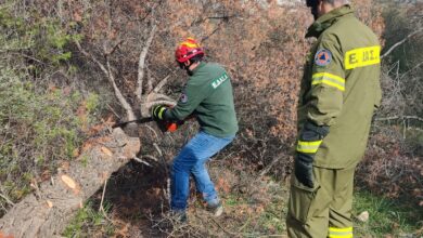 Διομήδειος Κήπος: Σημαντική εθελοντική δράση στο δάσος με διπλό σκοπό 32