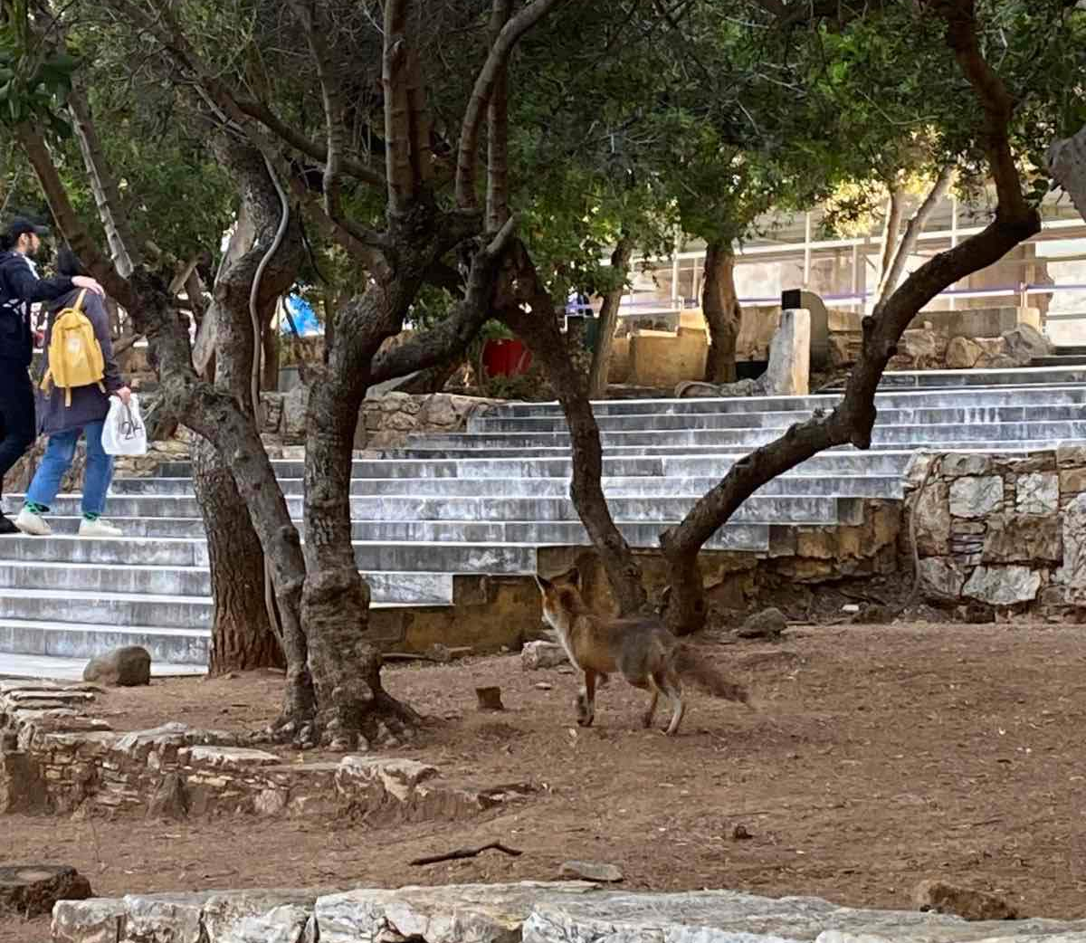 Αλεπούδες στην πόλη: Ζουν και γεννούν ανάμεσά μας - Πώς πρέπει να συμπεριφερόμαστε 6 Αλεπούδες στην πόλη: Ζουν και γεννούν ανάμεσά μας - Πώς πρέπει να συμπεριφερόμαστε 5