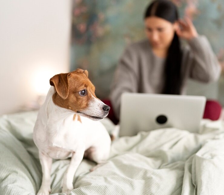 Ζωάκια σε πολυκατοικία: τι ισχύει από τον νόμο 1