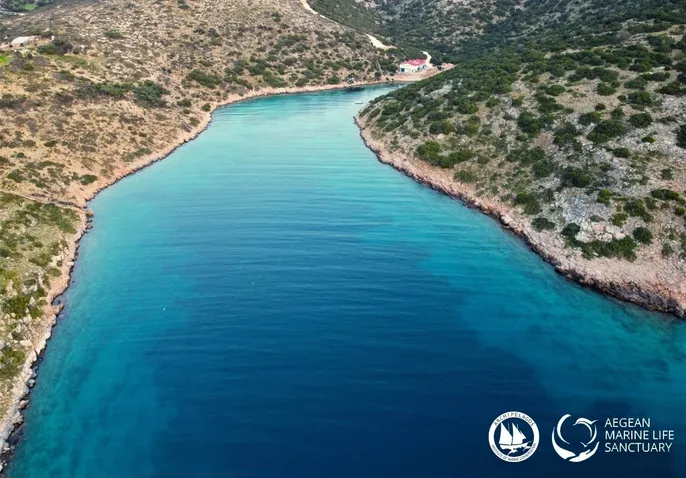 Ερωτήματα για τη μεταφορά 5 δελφινιών 10.000 χλμ μακριά, από την Αττική στη Φλόριντα… 9
