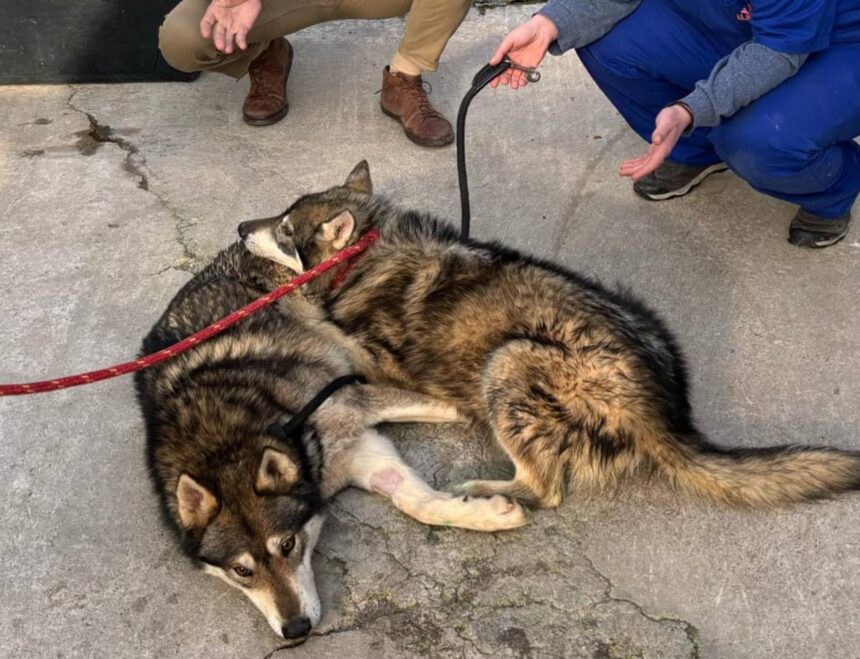 Οι… 7 "λύκοι του Κουβαρά" στο κέντρο περίθαλψης του Σχιστού - Ερωτηματικά για την εκτροφή της αγέλης και την εγκατάλειψη 1