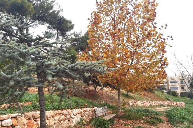 Βραβεύεται στα Greek Green Awards της Verde-Tec το "χειροποίητο" πάρκο στο Δάσος Χαϊδαρίου 35
