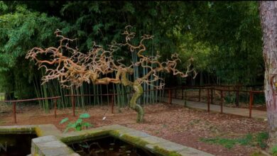The Diomidous Botanical Garden - Video 49