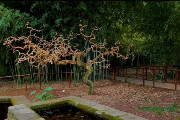 The Diomidous Botanical Garden - Video 27