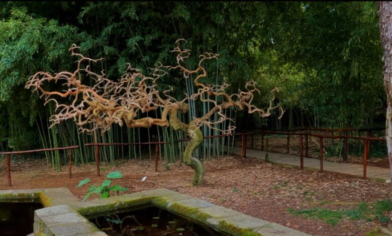 The Diomidous Botanical Garden - Video 2 The Diomidous Botanical Garden - Video 1