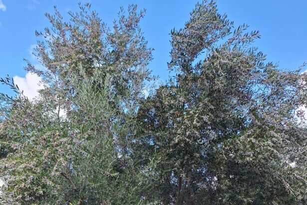 Είναι άλλη μια "ελιά στην πόλη" ή ένα ζωντανό γλυπτό στη άκρη του δρόμου; 23