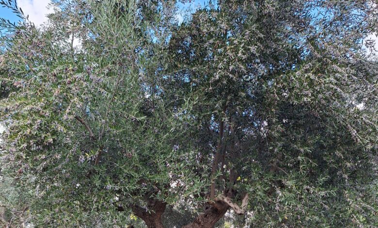 Είναι άλλη μια "ελιά στην πόλη" ή ένα ζωντανό γλυπτό στη άκρη του δρόμου; 2 Είναι άλλη μια "ελιά στην πόλη" ή ένα ζωντανό γλυπτό στη άκρη του δρόμου; 1