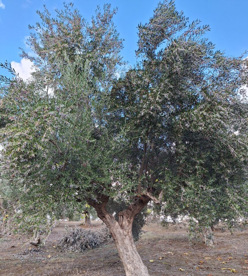 Είναι άλλη μια "ελιά στην πόλη" ή ένα ζωντανό γλυπτό στη άκρη του δρόμου; 2 Είναι άλλη μια "ελιά στην πόλη" ή ένα ζωντανό γλυπτό στη άκρη του δρόμου; 1