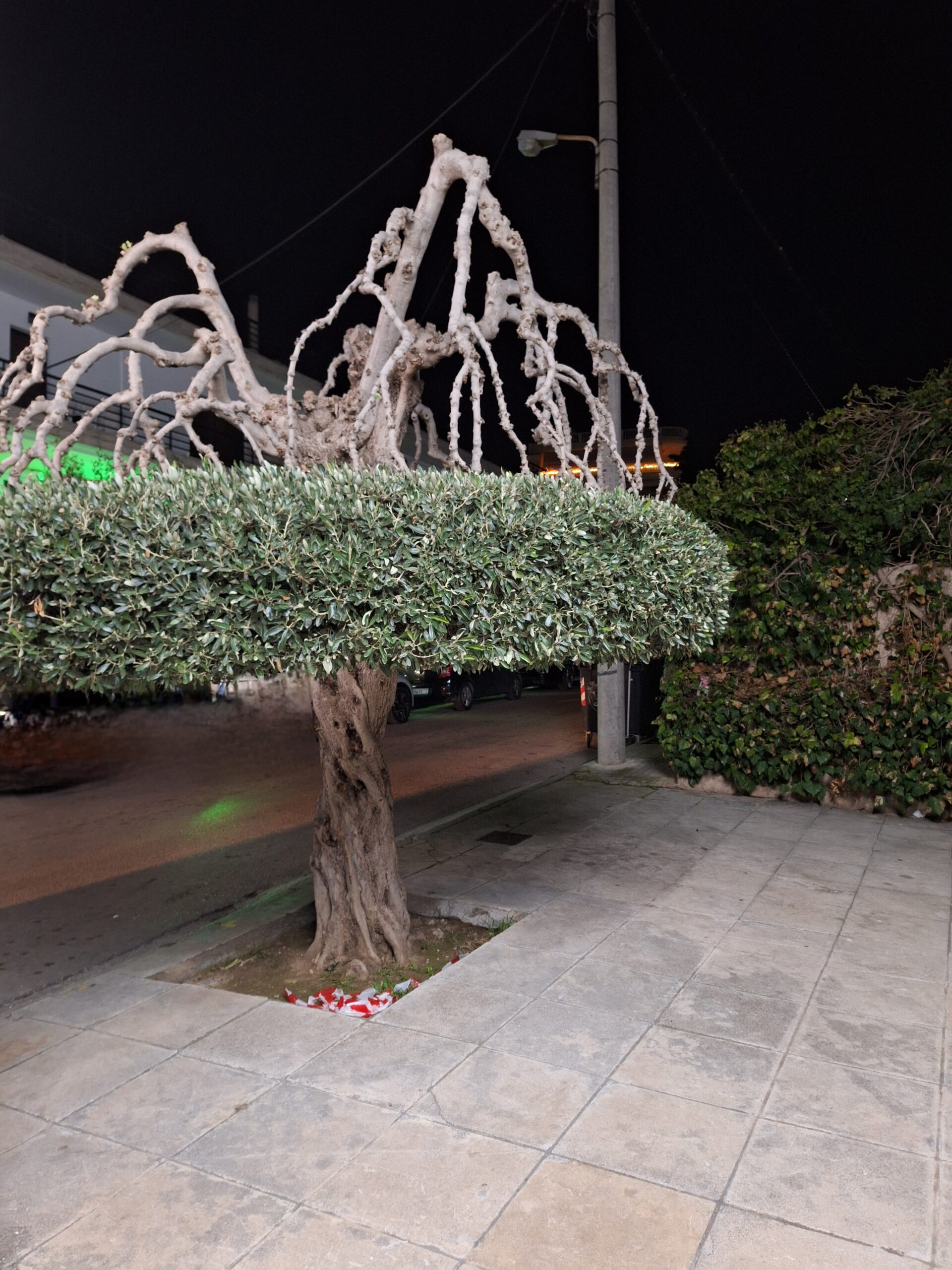 Είναι άλλη μια "ελιά στην πόλη" ή ένα ζωντανό γλυπτό στη άκρη του δρόμου; 4 Είναι άλλη μια "ελιά στην πόλη" ή ένα ζωντανό γλυπτό στη άκρη του δρόμου; 3