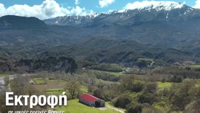 Πίνδος: Τα κοτόπουλα ελεύθερης βοσκής στο Ντουμπάι 7