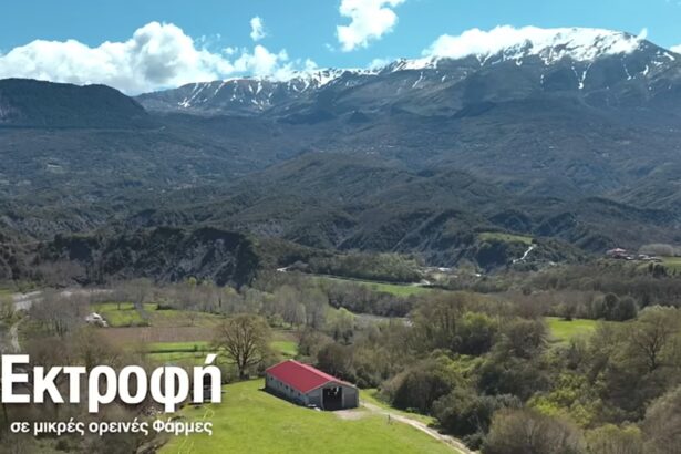 Πίνδος: Τα κοτόπουλα ελεύθερης βοσκής στο Ντουμπάι 51