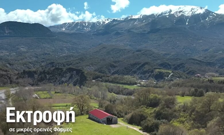 Πίνδος: Τα κοτόπουλα ελεύθερης βοσκής στο Ντουμπάι 2 Πίνδος: Τα κοτόπουλα ελεύθερης βοσκής στο Ντουμπάι 1