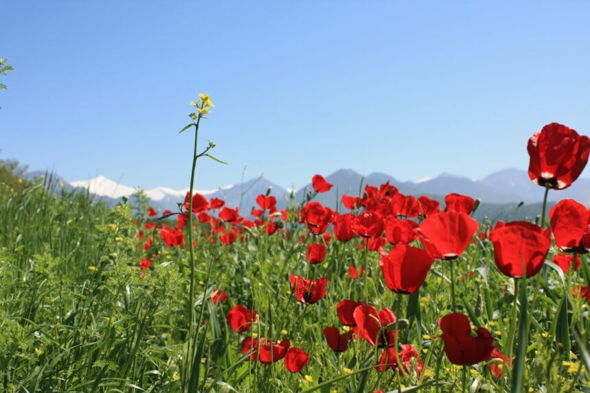 ΕΜΥ: Τι καιρό θα κάνει την άνοιξη – Πώς θα κυμανθούν θερμοκρασίες και βροχές 2 ΕΜΥ: Τι καιρό θα κάνει την άνοιξη – Πώς θα κυμανθούν θερμοκρασίες και βροχές 1