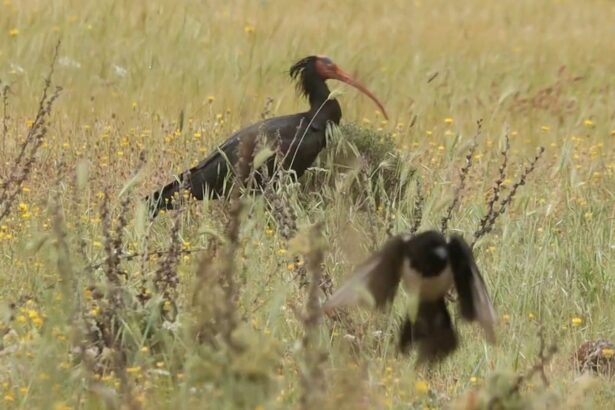 Βίντεο: Τι γυρεύει ο "γεροντικός ερημίτης" στο Ποικίλο; Εκπληκτικό ταξίδι με οδηγό ένα από τα σπανιότερα πουλιά στον κόσμο 29