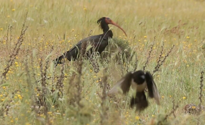 Βίντεο: Τι γυρεύει ο "γεροντικός ερημίτης" στο Ποικίλο; Εκπληκτικό ταξίδι με οδηγό ένα από τα σπανιότερα πουλιά στον κόσμο 2 Βίντεο: Τι γυρεύει ο "γεροντικός ερημίτης" στο Ποικίλο; Εκπληκτικό ταξίδι με οδηγό ένα από τα σπανιότερα πουλιά στον κόσμο 1