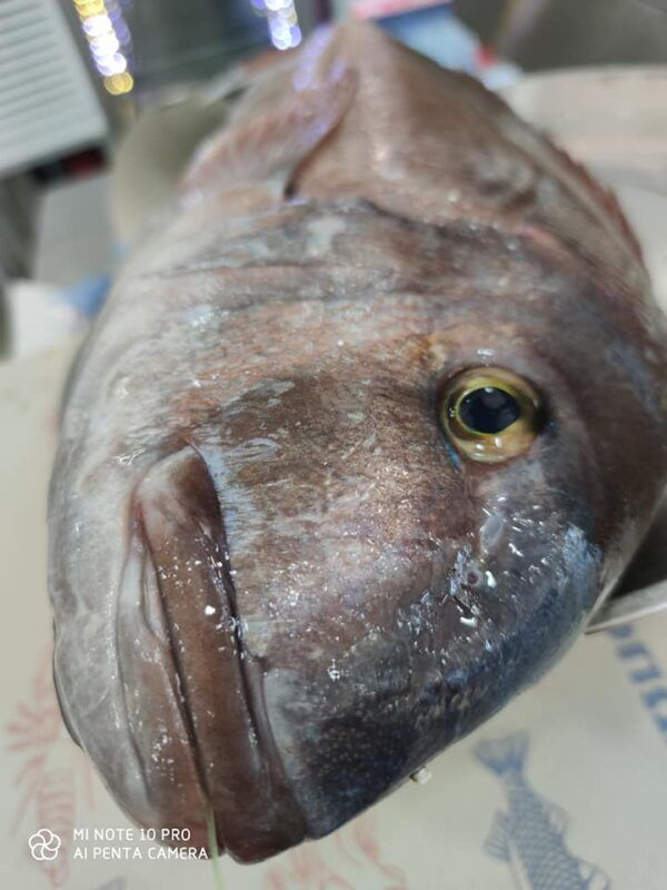 Κυριακή των Βαΐων στην Αργυρόνησο Fish & Grill – Γιορτή με άρωμα θάλασσας! 12 Κυριακή των Βαΐων στην Αργυρόνησο Fish & Grill – Γιορτή με άρωμα θάλασσας! 11