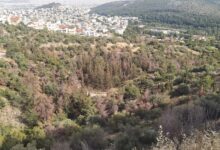 Καταγγελία στην Εισαγγελία Περιβάλλοντος για τις αντιπυρικές ζώνες στο Χαϊδάρι 53