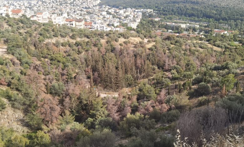 Το κοκτέιλ που "ροκάνισε" τα δάση της Αττικής, πλήγωσε σκληρά το Ποικίλο - Και το καλοκαίρι ήρθε... 2 Το κοκτέιλ που "ροκάνισε" τα δάση της Αττικής, πλήγωσε σκληρά το Ποικίλο - Και το καλοκαίρι ήρθε... 1