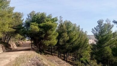 Η "άλλη", απρόσμενη συνεισφορά του AntiNero στην προστασία του δάσους - Συμπεράσματα από τον Διομήδειο Κήπο 5