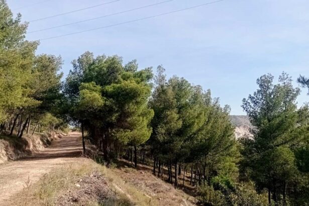 Η "άλλη", απρόσμενη συνεισφορά του AntiNero στην προστασία του δάσους - Συμπεράσματα από τον Διομήδειο Κήπο 37