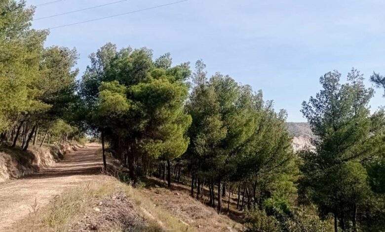 Η "άλλη", απρόσμενη συνεισφορά του AntiNero στην προστασία του δάσους - Συμπεράσματα από τον Διομήδειο Κήπο 2 Η "άλλη", απρόσμενη συνεισφορά του AntiNero στην προστασία του δάσους - Συμπεράσματα από τον Διομήδειο Κήπο 1