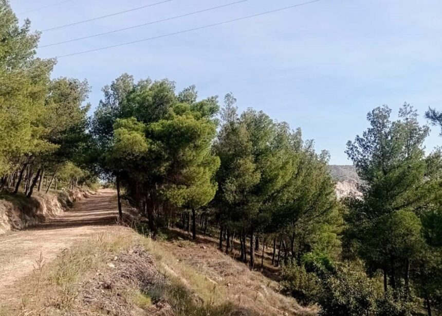 Η "άλλη", απρόσμενη συνεισφορά του AntiNero στην προστασία του δάσους - Συμπεράσματα από τον Διομήδειο Κήπο 2 Η "άλλη", απρόσμενη συνεισφορά του AntiNero στην προστασία του δάσους - Συμπεράσματα από τον Διομήδειο Κήπο 1
