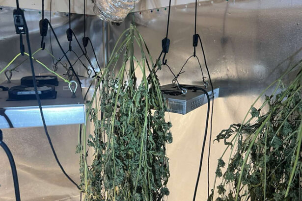 Οικιακό πλήρως εξοπλισμένο εργαστήριο υδροπονικής κάνναβης 31