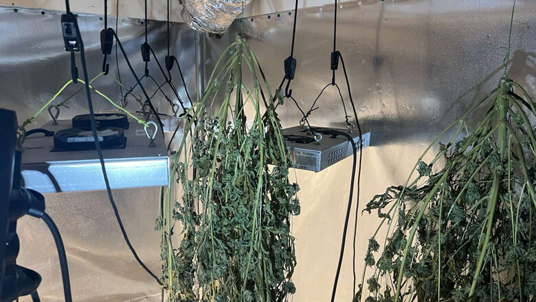Οικιακό πλήρως εξοπλισμένο εργαστήριο υδροπονικής κάνναβης 2 Οικιακό πλήρως εξοπλισμένο εργαστήριο υδροπονικής κάνναβης 1