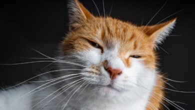 Πώς μιλούν οι γάτες στους ανθρώπους: ο κώδικας επικοινωνίας τους 3