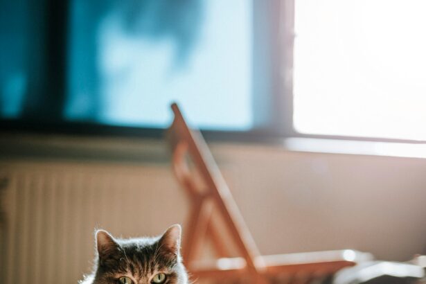 Επιτροπή Ανταγωνισμού: Αιφνιδιαστικοί έλεγχοι στις ζωοτροφές για κατοικίδια 27