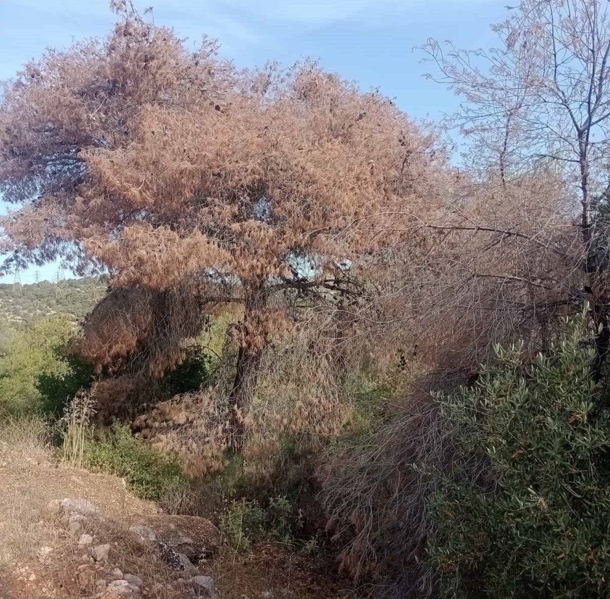 Η "άλλη", απρόσμενη συνεισφορά του AntiNero στην προστασία του δάσους - Συμπεράσματα από τον Διομήδειο Κήπο 9 Η "άλλη", απρόσμενη συνεισφορά του AntiNero στην προστασία του δάσους - Συμπεράσματα από τον Διομήδειο Κήπο 8