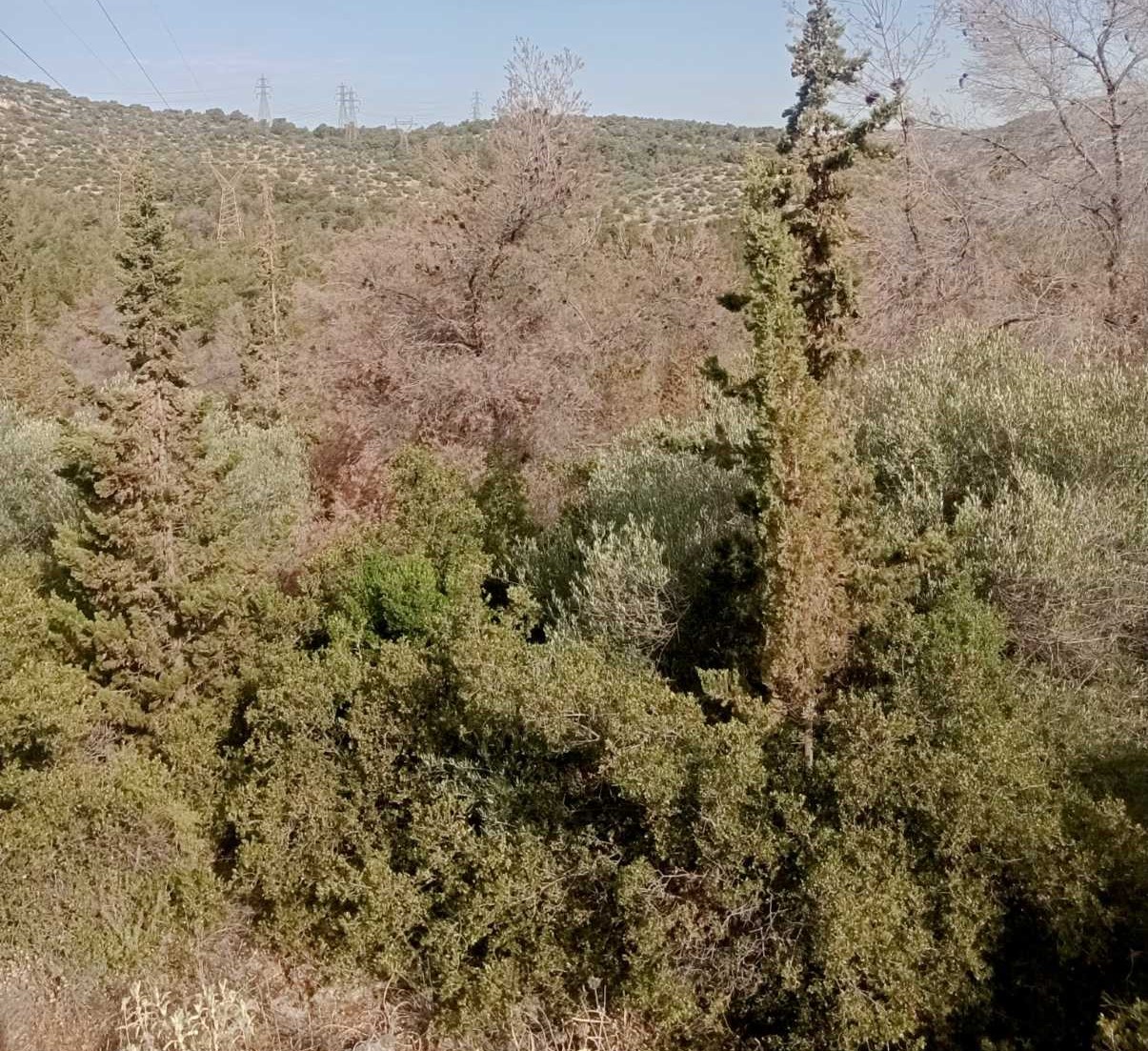 Η "άλλη", απρόσμενη συνεισφορά του AntiNero στην προστασία του δάσους - Συμπεράσματα από τον Διομήδειο Κήπο 6 Η "άλλη", απρόσμενη συνεισφορά του AntiNero στην προστασία του δάσους - Συμπεράσματα από τον Διομήδειο Κήπο 5