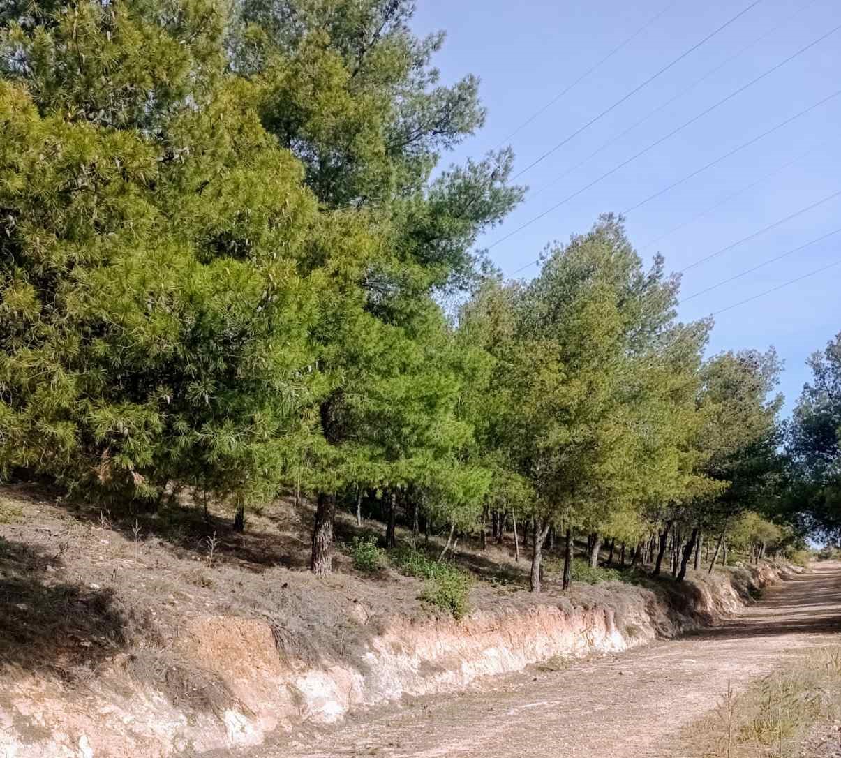 Η "άλλη", απρόσμενη συνεισφορά του AntiNero στην προστασία του δάσους - Συμπεράσματα από τον Διομήδειο Κήπο 4 Η "άλλη", απρόσμενη συνεισφορά του AntiNero στην προστασία του δάσους - Συμπεράσματα από τον Διομήδειο Κήπο 3