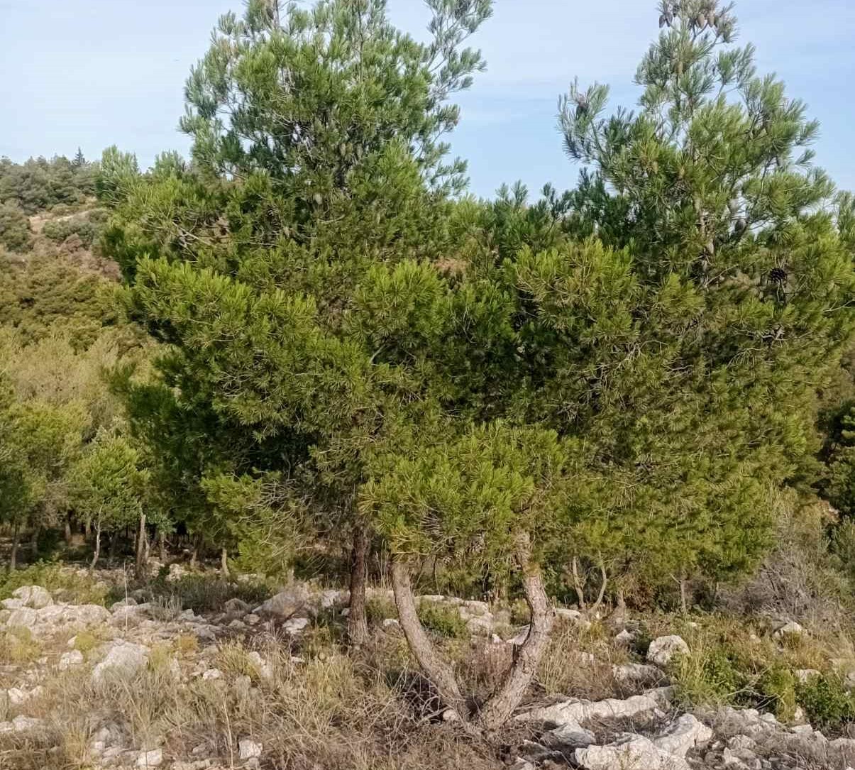 Η "άλλη", απρόσμενη συνεισφορά του AntiNero στην προστασία του δάσους - Συμπεράσματα από τον Διομήδειο Κήπο 7 AntiNero