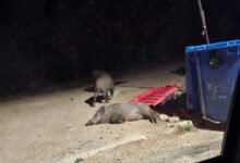 Έντονη ανησυχία στο Δαφνί από την καθημερινή παρουσία αγριόχοιρων - Τι ζητούν οι κάτοικοι 31