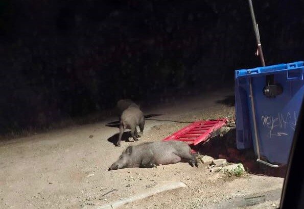 Έντονη ανησυχία στο Δαφνί από την καθημερινή παρουσία αγριόχοιρων - Τι ζητούν οι κάτοικοι 47