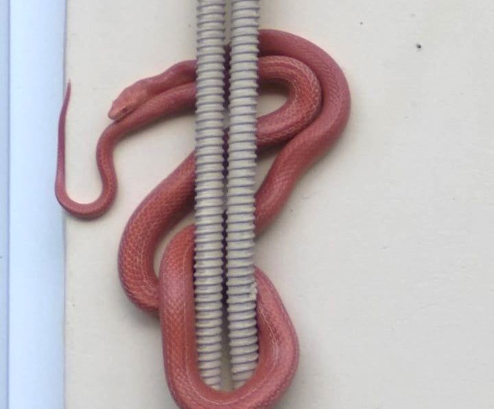 Αιγάλεω: Ηχηρή "καμπάνα" στον ιδιοκτήτη του κόκκινου φιδιού 1