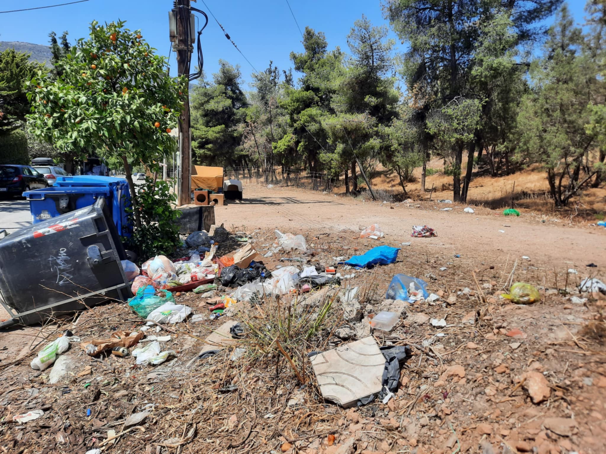 Δαφνί: Τα αγριογούρουνα εξέλιξαν την τεχνογνωσία τους στους κάδους - "Άρχισαν οι παρενέργειες..." 4 Δαφνί: Τα αγριογούρουνα εξέλιξαν την τεχνογνωσία τους στους κάδους - "Άρχισαν οι παρενέργειες..." 3