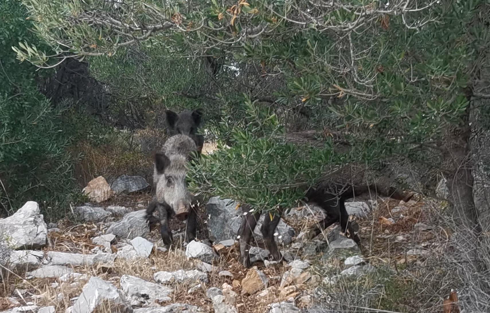 Αυτή είναι ζωή! Αγριογούρουνα στο Χαϊδάρι - Βίντεο 4 Αυτή είναι ζωή! Αγριογούρουνα στο Χαϊδάρι - Βίντεο 3