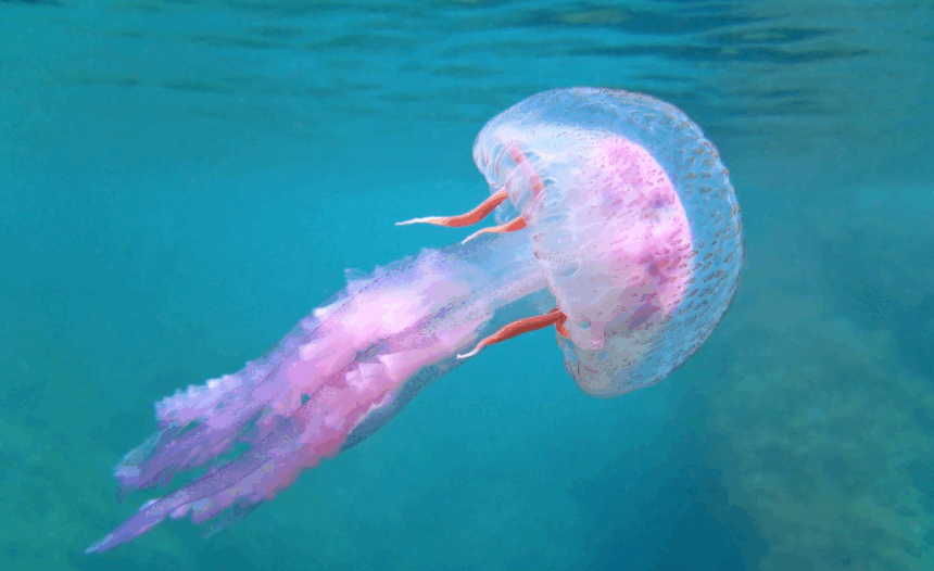 Οι μωβ μέδουσες σε έξαρση στις ελληνικές θάλασσες – Οι περιοχές που είναι στο "κόκκινο" 1