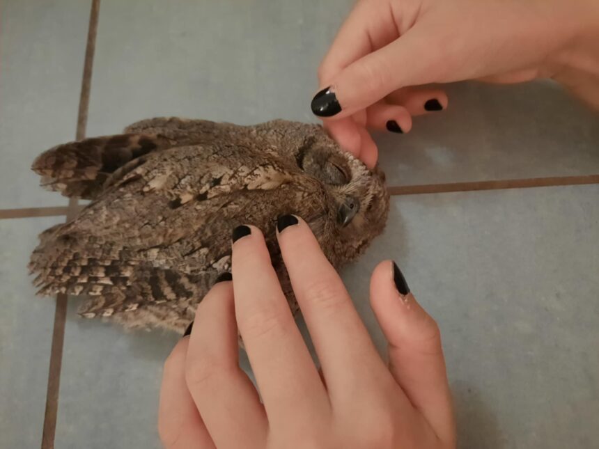 Ό,τι πιο τρυφερό έχουμε δει - Πρωταγωνιστεί ο ατίθασος πιτσιρίκος γκιώνης του Ποικίλου 1