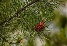 Tαξίδι στο χρόνο για τα πολύτιμα δάση της Μεσογείου και την ιστορία του πεύκου 27