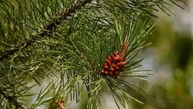 Tαξίδι στο χρόνο για τα πολύτιμα δάση της Μεσογείου και την ιστορία του πεύκου 1